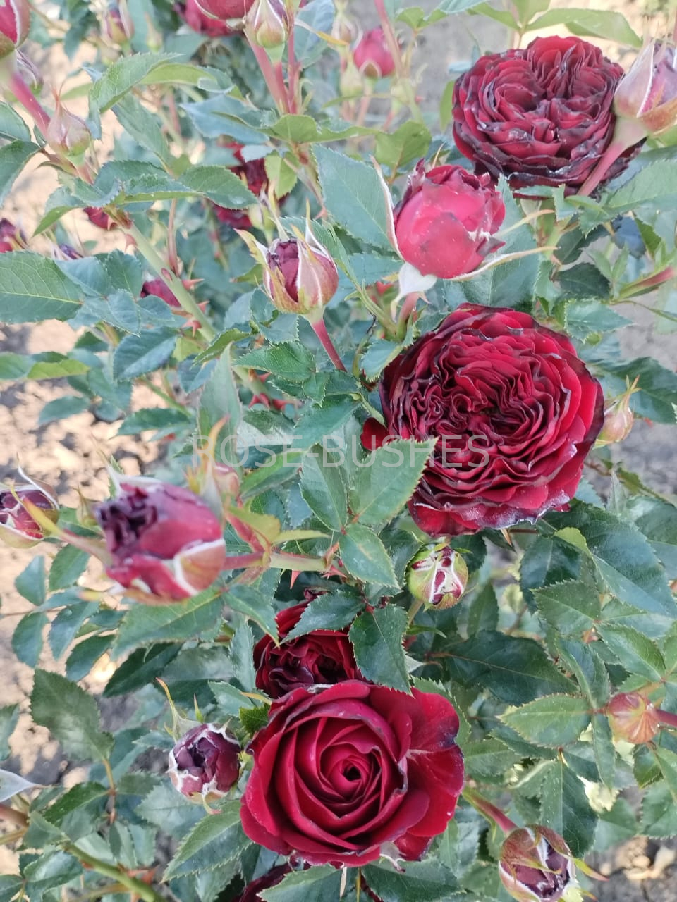 ����� ���. Mayras Red. (��, ����.)